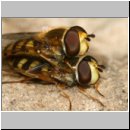 Eupeodes corollae - Gemeine Feldschwebfliege 03.jpg